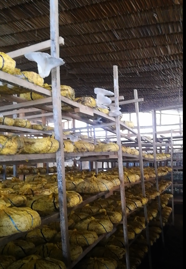 Salle de fructification